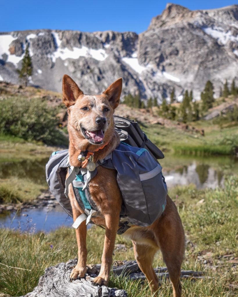 Mountainsmith K-9 Pack