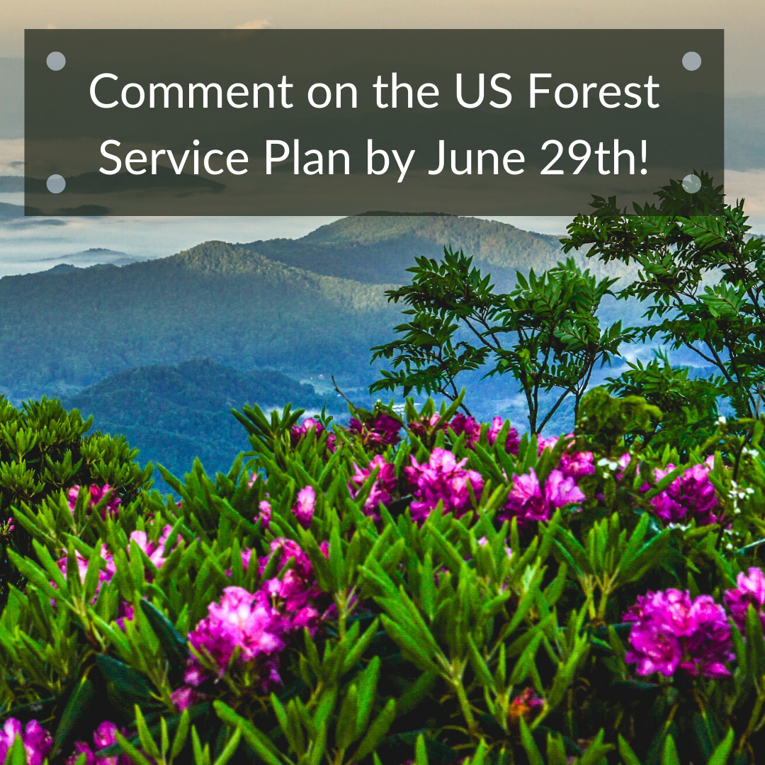 Protect our Forests by Submitting your Comment to USFS!